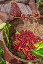 Harvesting of the Arabica coffee berry in the plantations of the western ghats of Kerala. India