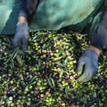 harvesting arbequina olives in an olive grove in Catalonia, Spain Royalty Free Stock Photo