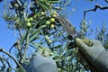 harvesting arbequina olives in an olive grove in Catalonia, Spain Royalty Free Stock Photo