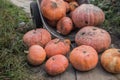 Harvesting the autumn harvest, a bunch of different sizes of pumpkins Royalty Free Stock Photo