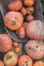 Harvesting the autumn harvest, different sizes of pumpkins, a wagon with pumpkins