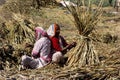 Harvesting bajra, India Royalty Free Stock Photo