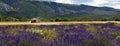 Harvesting Barley amoungst Lavender Fields Royalty Free Stock Photo