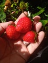 Harvesting beautiful red strawberries - three berries in a hand Royalty Free Stock Photo