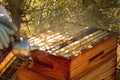 Harvesting a bee hive on a farm