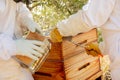 Harvesting a bee hive on a farm