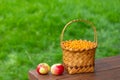 Harvesting berries in the fall. Full basket with orange sea buckthorn berries