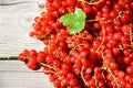 Harvesting of berries red currant. Summer day.