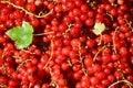 Harvesting of berries red currant. Summer day.