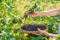 Harvesting black currants, woman& x27;s hands picking ripe berries from bush Royalty Free Stock Photo