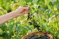 Harvesting black currants, woman's hands picking ripe berries from bush Royalty Free Stock Photo