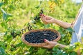 Harvesting black currants, woman& x27;s hands picking ripe berries from bush Royalty Free Stock Photo