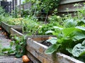 Harvesting Bounty: The Urban Garden Bed Bounty