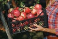 Harvesting: box full of ripe apples in the hands of a farmer