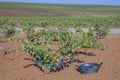 Harvesting bucket close to vine