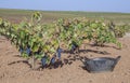 Harvesting bucket close to vine