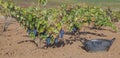 Harvesting bucket close to vine