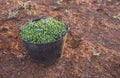 Harvesting bucket full of green olives