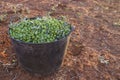 Harvesting bucket full of green olives