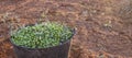 Harvesting bucket full of green olives