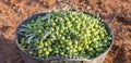 Harvesting bucket full of green olives