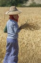 Harvesting - Burmese Agriculture - Myanmar (Burma)