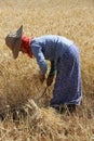 Harvesting - Burmese Agriculture - Myanmar