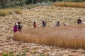 Harvesting - Burmese Agriculture - Myanmar