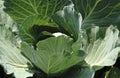 Harvesting cabbage. in the hands of white cabbage Royalty Free Stock Photo