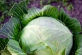 Harvesting cabbage. in the hands of white cabbage Royalty Free Stock Photo