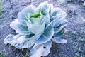 Harvesting cabbage. in the hands of white cabbage Royalty Free Stock Photo