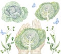 Harvesting cabbage. in the hands of white cabbage Watercolor clip art on white background Royalty Free Stock Photo