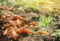 Harvesting carrot on the field. Growing organic vegetables. Freshly harvested carrots. Summer harvest. Agriculture. Farming. Agro- Royalty Free Stock Photo