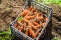 Harvesting carrot on the field. Growing organic vegetables. Freshly harvested carrots. Summer harvest. Agriculture. Farming. Agro-