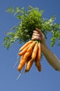 Harvesting carrots