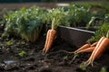 Harvesting, carrots growing in the garden.