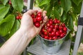 Harvesting cherries in the garden. Man`s hand picks a cherry crop in a bucket. Fresh red sour cherries harvest in bucket Royalty Free Stock Photo