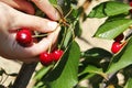 Harvesting cherries Royalty Free Stock Photo