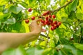 Harvesting cherries. Sustainable life. Royalty Free Stock Photo