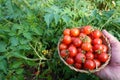 harvesting cherry tomatoes in the backyard garden with a wicker basket. harvesting summer fruit in the vegetable garden Royalty Free Stock Photo