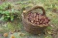 Harvesting chestnuts Royalty Free Stock Photo
