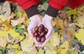 Harvesting chestnuts. European horse chestnuts in woman hands against yellow leaves background