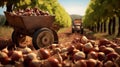 Harvesting chestnuts in the farm. Royalty Free Stock Photo