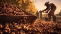 Harvesting chestnuts in the garden. Royalty Free Stock Photo