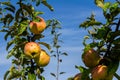 Harvesting. Closeup of ripe sweet apples on tree branches in green foliage of summer orchard Royalty Free Stock Photo