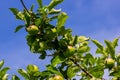 Harvesting. Closeup of ripe sweet apples on tree branches in green foliage of summer orchard Royalty Free Stock Photo