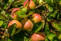 Harvesting. Closeup of ripe sweet apples on tree branches in green foliage of summer orchard Royalty Free Stock Photo