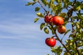 Harvesting. Closeup of ripe sweet apples on tree branches in green foliage of summer orchard Royalty Free Stock Photo