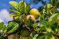 Harvesting. Closeup of ripe sweet apples on tree branches in green foliage of summer orchard Royalty Free Stock Photo