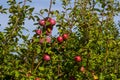 Harvesting. Closeup of ripe sweet apples on tree branches in green foliage of summer orchard Royalty Free Stock Photo